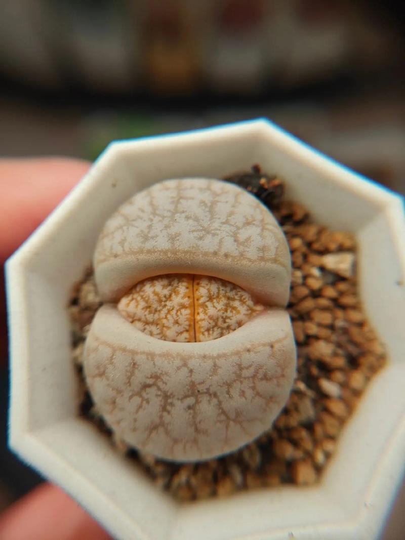 名侦探柯南：银翼的魔术师