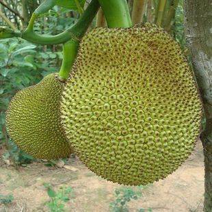 卡蜜儿·克劳岱尔