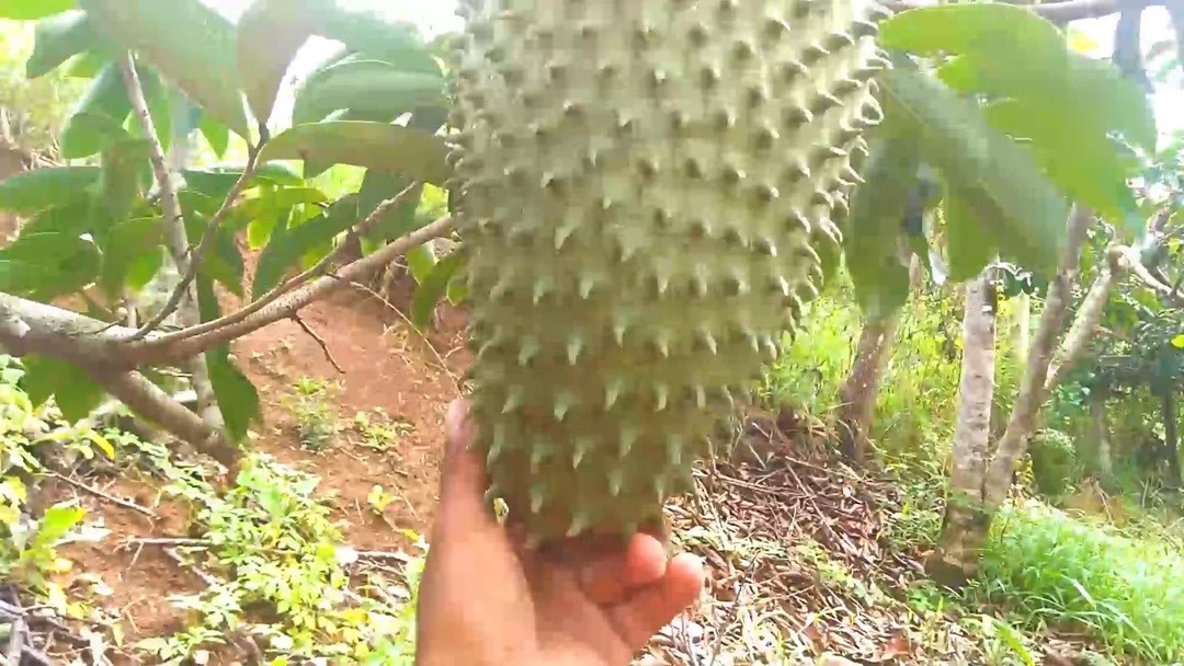 八星报喜1988 普通话版